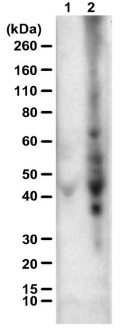 Cysteine Sulfenic Acid Rabbit anti-All, Polyclonal, MilliporeSigma:Antibodies:Primary